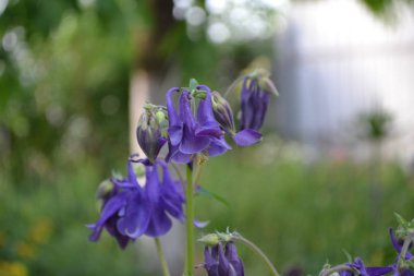 Nice spring day. Flower garden, home flower bed. Beautiful spring flowers. Sunny. Green bushes, branches. Aquilgia, grassy perennial plants