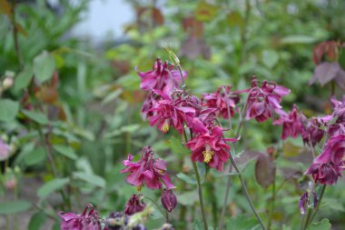 Nice spring day. Flower garden, home flower bed. Beautiful spring flowers. Sunny. Green bushes, branches. Aquilgia, grassy perennial plants