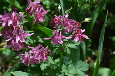 Nice spring day. Flower garden, home flower bed. Beautiful spring flowers. Sunny. Green bushes, branches. Aquilgia, grassy perennial plants