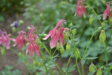 Nice spring day. Flower garden, home flower bed. Beautiful spring flowers. Sunny. Green bushes, branches. Aquilgia, grassy perennial plants