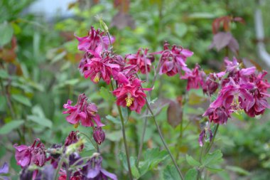 Nice spring day. Flower garden, home flower bed. Beautiful spring flowers. Sunny. Green bushes, branches. Aquilgia, grassy perennial plants