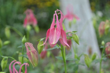 Nice spring day. Flower garden, home flower bed. Beautiful spring flowers. Sunny. Green bushes, branches. Aquilgia, grassy perennial plants
