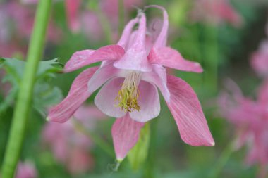 Nice spring day. Flower garden, home flower bed. Beautiful spring flowers. Sunny. Green bushes, branches. Aquilgia, grassy perennial plants