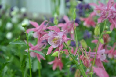 Nice spring day. Flower garden, home flower bed. Beautiful spring flowers. Sunny. Green bushes, branches. Aquilgia, grassy perennial plants