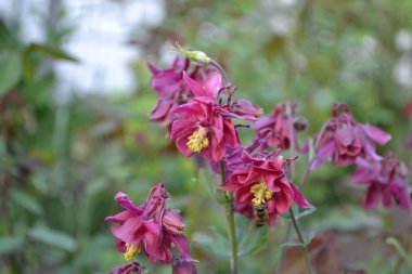 Nice spring day. Flower garden, home flower bed. Beautiful spring flowers. Sunny. Green bushes, branches. Aquilgia, grassy perennial plants