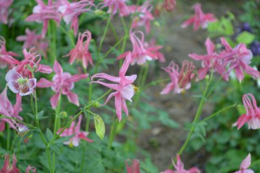 Nice spring day. Flower garden, home flower bed. Beautiful spring flowers. Sunny. Green bushes, branches. Aquilgia, grassy perennial plants