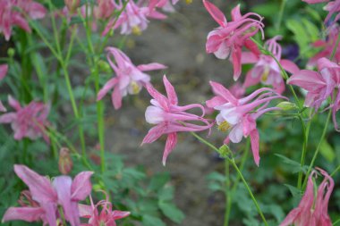 Nice spring day. Flower garden, home flower bed. Beautiful spring flowers. Sunny. Green bushes, branches. Aquilgia, grassy perennial plants