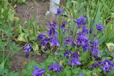 Nice spring day. Flower garden, home flower bed. Beautiful spring flowers. Sunny. Green bushes, branches. Aquilgia, grassy perennial plants