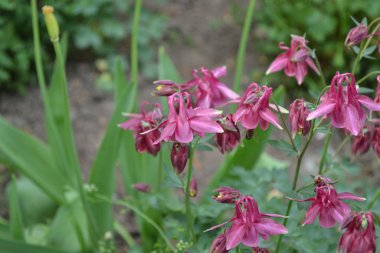 Nice spring day. Flower garden, home flower bed. Beautiful spring flowers. Sunny. Green bushes, branches. Aquilgia, grassy perennial plants