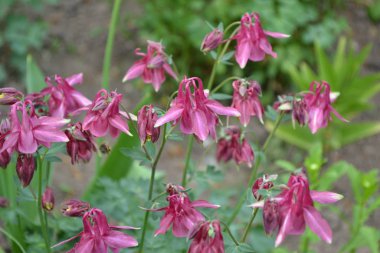 Nice spring day. Flower garden, home flower bed. Beautiful spring flowers. Sunny. Green bushes, branches. Aquilgia, grassy perennial plants