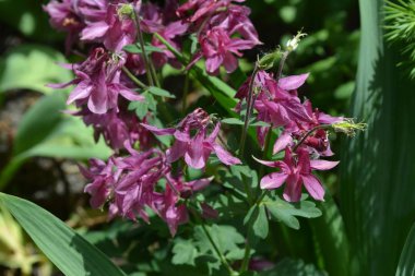 Nice spring day. Flower garden, home flower bed. Beautiful spring flowers. Sunny. Green bushes, branches. Aquilgia, grassy perennial plants