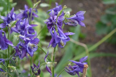 Nice spring day. Flower garden, home flower bed. Beautiful spring flowers. Sunny. Green bushes, branches. Aquilgia, grassy perennial plants