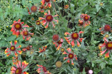 Güzel yaz çiçekleri. Çiçek bahçesi, çiçek bahçesi. Güneşli bir gün. Gaillardia. G. melez geçit töreni. Alışılmadık. Çiçeklerle süslenmiş. Parlak sarı çiçekler.