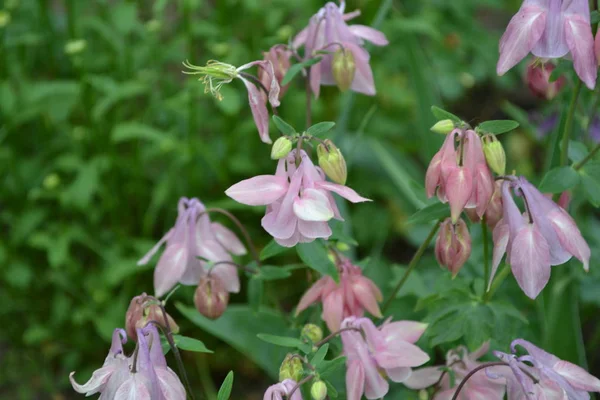 Schöne Blumen Aquilgia Grasbewachsene Mehrjährige Pflanzen Blaue Violette Blütenstände Vertikales — Stockfoto