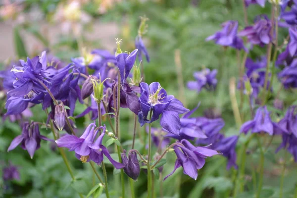 Schöne Blumen Aquilgia Grasbewachsene Mehrjährige Pflanzen Blaue Violette Blütenstände Vertikales — Stockfoto