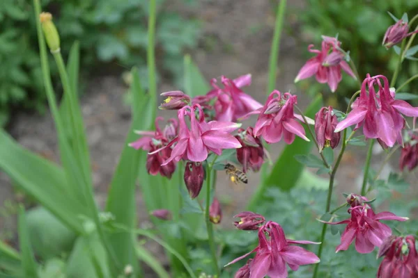 Nice spring day. Flower garden, home flower bed. Beautiful spring flowers. Sunny. Green bushes, branches. Aquilgia, grassy perennial plants