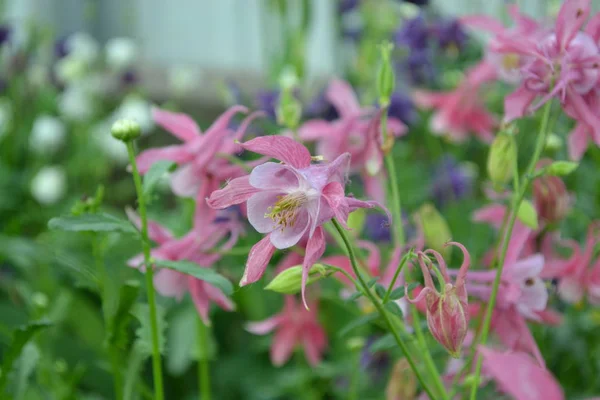 Nice spring day. Flower garden, home flower bed. Beautiful spring flowers. Sunny. Green bushes, branches. Aquilgia, grassy perennial plants