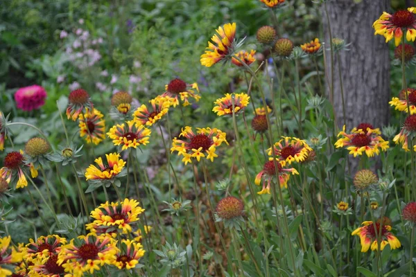 Jardin Fleurs Lit Fleurs Maison Magnifique Gaillardie Hybrida Fanfare Inhabituel — Photo