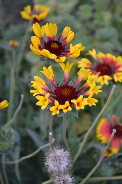 Flower garden, home flower bed. Beautiful summer flowers. Sunny day. Green bushes, thin branches. Gaillardia. G. hybrida Fanfare. Unusual petals. Flowerbed with flowers. Green. Bright yellow flowers