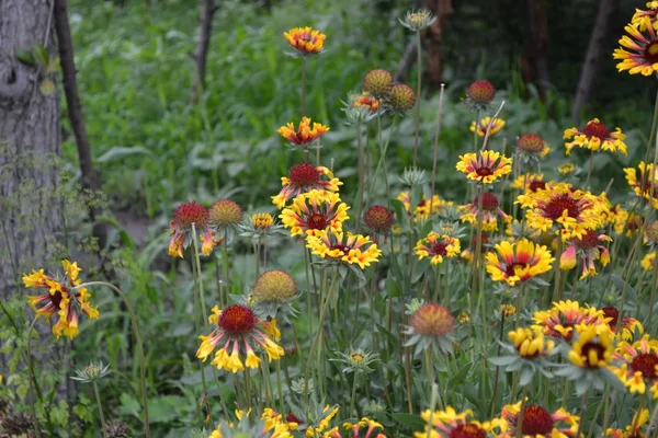 Schöne Sommerblumen Blumengarten Heimblumenbeet Sonniger Tag Grüne Büsche Dünne Äste — Stockfoto