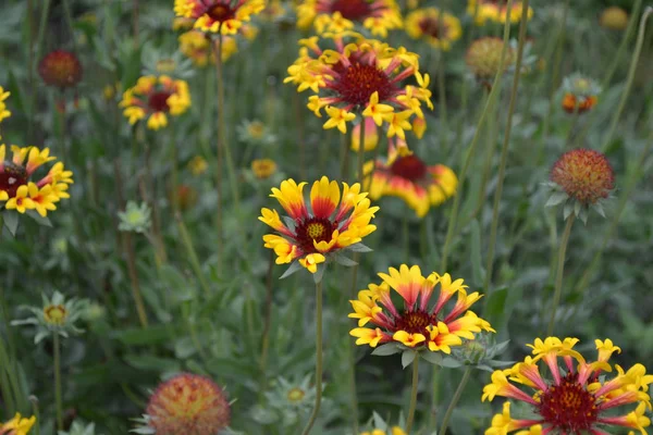 Bellissimi Fiori Estivi Giardino Fiorito Aiuola Giornata Sole Cespugli Verdi — Foto Stock