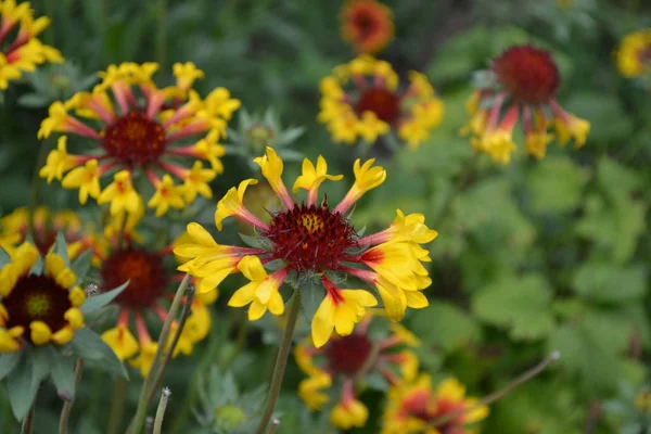 Vackra Sommarblommor Blomma Trädgård Hem Blomma Säng Solig Dag Gröna — Stockfoto