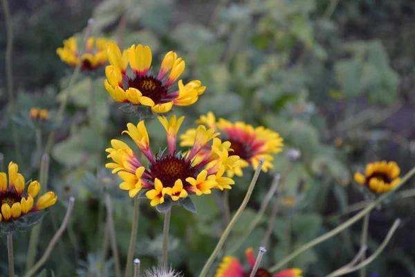 Blumengarten Heimblumenbeet Schöne Sommerblumen Sonniger Tag Grüne Büsche Dünne Äste — Stockfoto