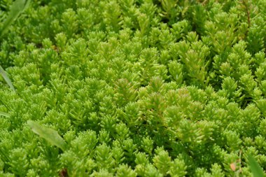 Ev bahçesi, çiçek tarlası. Yumuşak yeşil bitki. Sedum. Taşrop. Tavşan lahanası. Yeşil yosun. Dekoratif çimenli halı. Yeşil çiçek bahçesi dekorasyonu