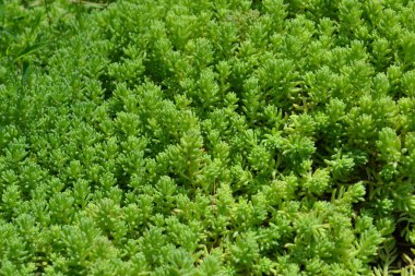 Ev bahçesi, çiçek tarlası. Yumuşak yeşil bitki. Sedum. Taşrop. Tavşan lahanası. Yeşil yosun. Dekoratif çimenli halı