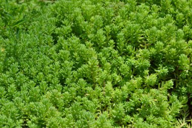 Ev bahçesi, çiçek tarlası. Yumuşak yeşil bitki. Sedum. Taşrop. Tavşan lahanası. Yeşil yosun. Dekoratif çimenlik