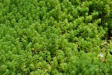 Ev bahçesi, çiçek tarlası. Yumuşak yeşil bitki. Sedum. Taşrop. Tavşan lahanası. Yeşil yosun. Dekoratif