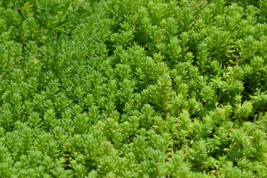 Ev bahçesi, çiçek tarlası. Yumuşak yeşil bitki. Sedum. Taşrop. Tavşan lahanası. Yeşil yosun