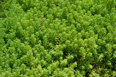 Ev bahçesi, çiçek tarlası. Yumuşak yeşil bitki. Sedum. Taşrop. Tavşan lahanası. Yeşil