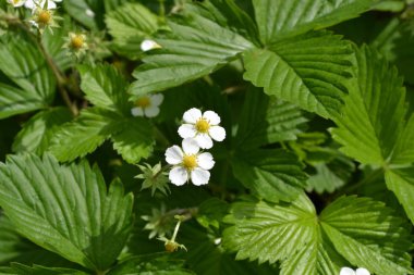 Ev bahçesi, çiçek tarlası. Faydalı bir yeşil bitki. Lezzetli ve sağlıklı. Çilek. Fragaria Vesca. Çilek çalıları. Kırmızı sulu meyveler. Çok güzel kokuyor. Çiçek çileği.