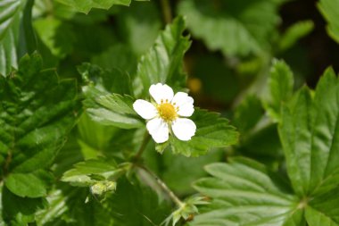 Ev bahçesi, çiçek tarlası. Faydalı bir yeşil bitki. Lezzetli, sağlıklı. Fragaria Vesca. Çalılar. Çiçek çileği.