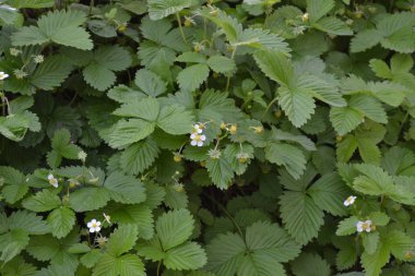Çilek. Fragaria Vesca. Çilek çalıları. Ev bahçesi, çiçek tarlası. Faydalı bir yeşil bitki. Lezzetli ve sağlıklı. Kırmızı sulu meyveler. Çilek kokulu. Böğürtlen. Yeşil yapraklar. Çiçek çileği.