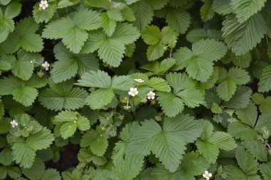Çilek. Fragaria Vesca. Ev bahçesi, çiçek tarlası. Faydalı bir yeşil bitki. Lezzetli ve sağlıklı. Çilek çalıları. Çiçek çileği.