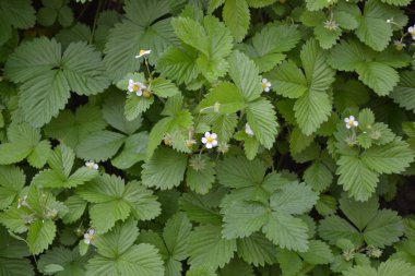 Çilek. Fragaria Vesca. Ev bahçesi, çiçek tarlası. Faydalı bir yeşil bitki. Lezzetli ve sağlıklı. Çilek çalıları. Çiçek çileği.