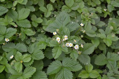 Çilek. Fragaria Vesca. Ev bahçesi, çiçek tarlası. Faydalı bir yeşil bitki. Lezzetli ve sağlıklı. Çilek çalıları. Kırmızı çilek. Çiçek çileği.