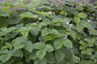 Çilek. Fragaria Vesca. Ev bahçesi, çiçek tarlası. Faydalı bir yeşil bitki. Lezzetli, sağlıklı. Çiçek çileği.