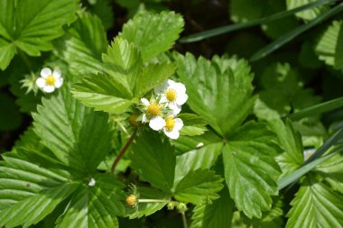 Ev bahçesi, çiçek tarlası. Faydalı bir yeşil bitki. Lezzetli ve sağlıklı. Çilek. Fragaria Vesca. Çilek çalıları. Kırmızı sulu meyveler. Çilek kokulu. Böğürtlen. Yeşil yapraklar. Çiçek çileği.