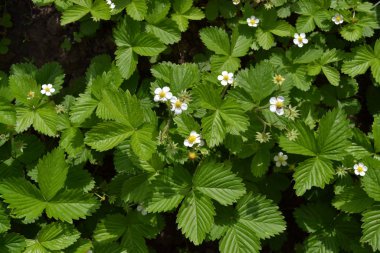 Ev bahçesi, çiçek tarlası. Yararlı bir bitki. Fragaria Vesca. Çalılar. Çiçek çileği.