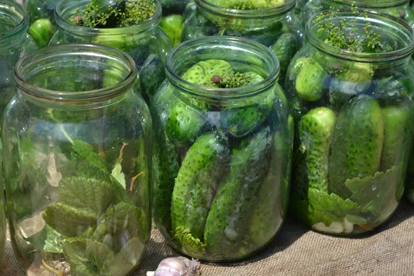 Natuurlijk Blanco Voor Winter Komkommers Potten — Stockfoto
