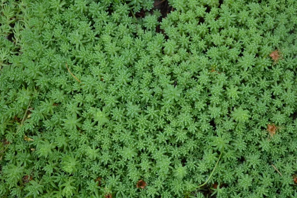 Domácí Zahrada Květinové Záhony Jemná Zelená Rostlina Sedum Stonecrop Zelí — Stock fotografie