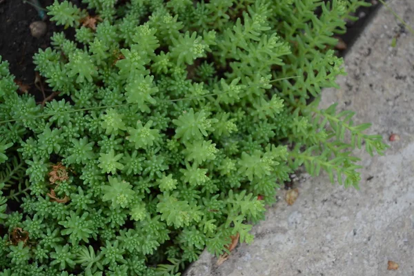 Hemträdgård Grön Det Sedum Stenekrop Hare Kål — Stockfoto