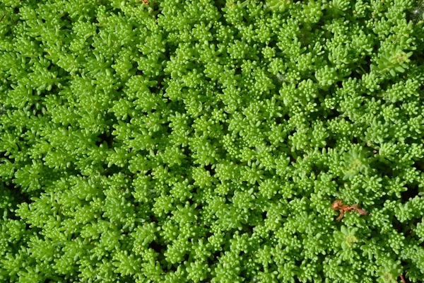 Szedum Stonecrop Vagyok Házikert Virágágy Gyengéd Zöld Növény Nyúl Káposzta — Stock Fotó