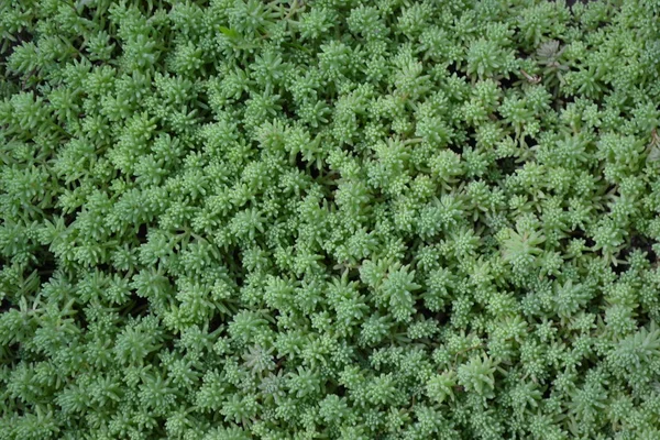 Bahçesi Çiçek Tarlası Yumuşak Yeşil Bitki Sedum Taşrop Tavşan Lahanası — Stok fotoğraf