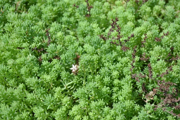 Home garden, flower bed. Gentle green plant. Sedum. Stonecrop. Hare cabbage. Green moss. Decorative grassy carpet. Green flower bed decoration. Garden. Tender