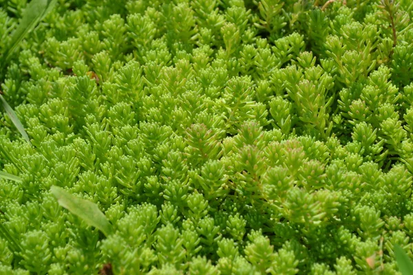 Bahçesi Çiçek Tarlası Yumuşak Yeşil Bitki Sedum Taşrop Tavşan Lahanası — Stok fotoğraf