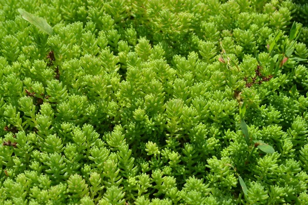 Domácí Zahrada Květinové Záhony Jemná Zelená Rostlina Sedum Stonecrop Hare — Stock fotografie